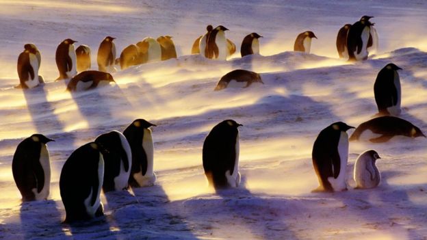 Penguins in a blizzard