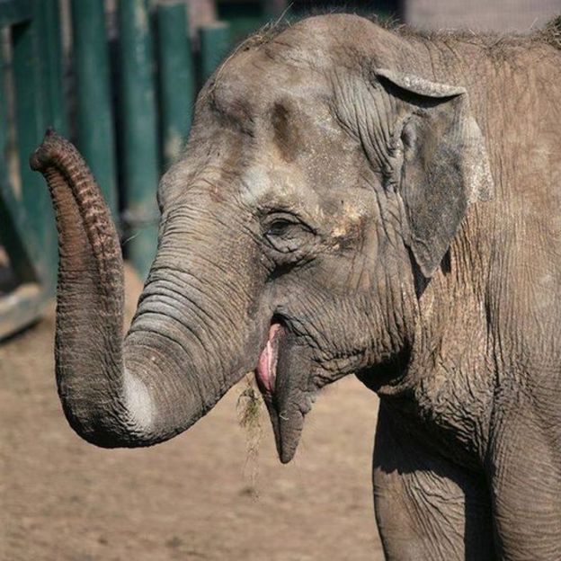 Tina the elephant dies at Belfast Zoo BBC News