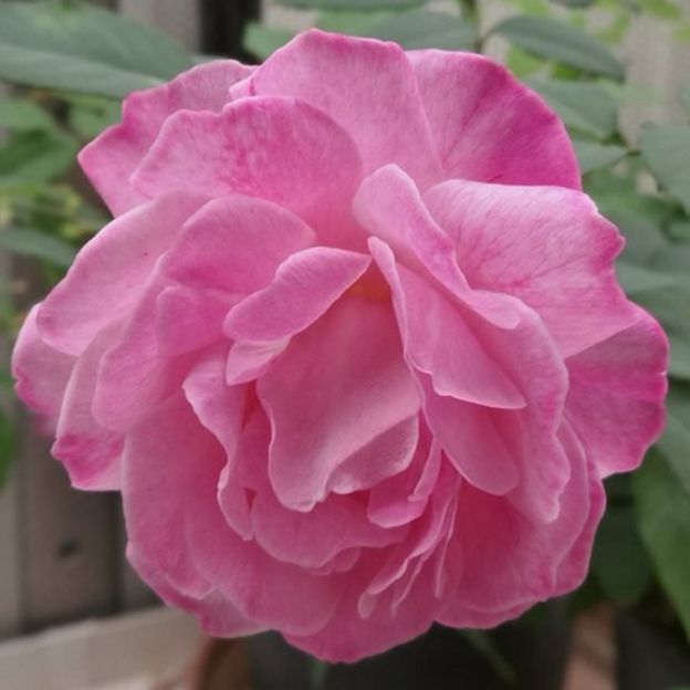 Um espécime de Rosa Chinensis