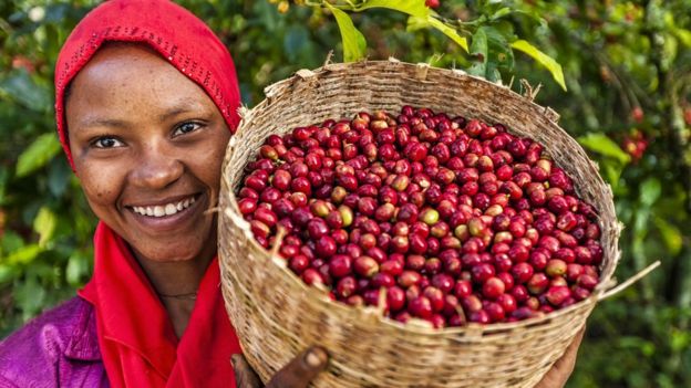 A woman in Ethiopia shows a basket of freshly picked coffee cherries