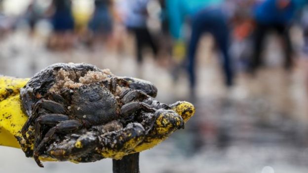 Un cangrejo cubierto con petróleo en Brasil