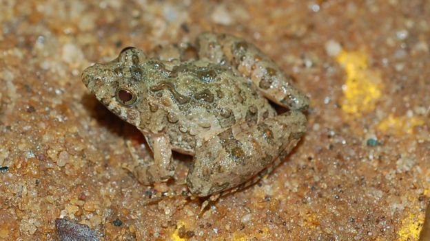 Pseudopaludicola murundu encontrada em Poços de Caldas (MG)