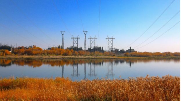 বিদ্যুতের তারের কারণে তারা ঝুঁকির তালিকায় রয়েছে এই ঈগল পাখি।