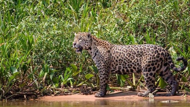 இரையைத் தேடி வனத்தில் ரோந்து செல்லும் ஜாகுவார்