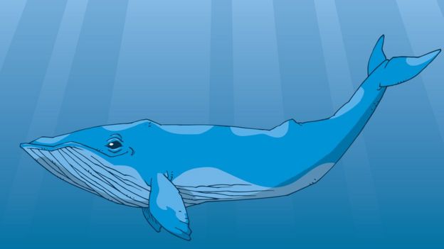 35+ Ideas For Ballena Azul Imagenes De Ballenas Animadas Para Dibujar