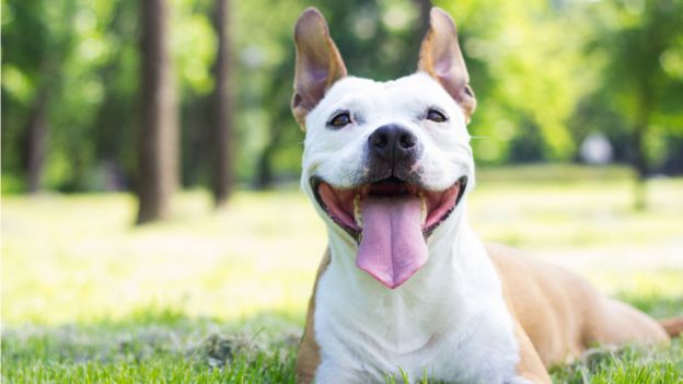A happy dog