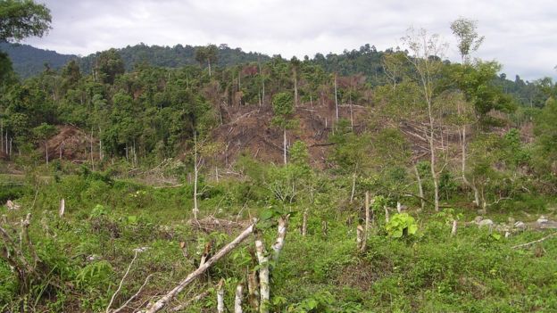 Orangutan population up but threats remain - BBC News