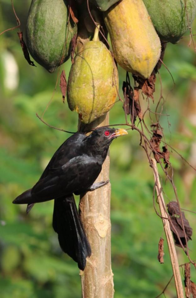 කොහා