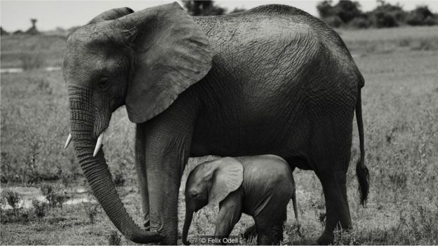 elefante filhote e mãe