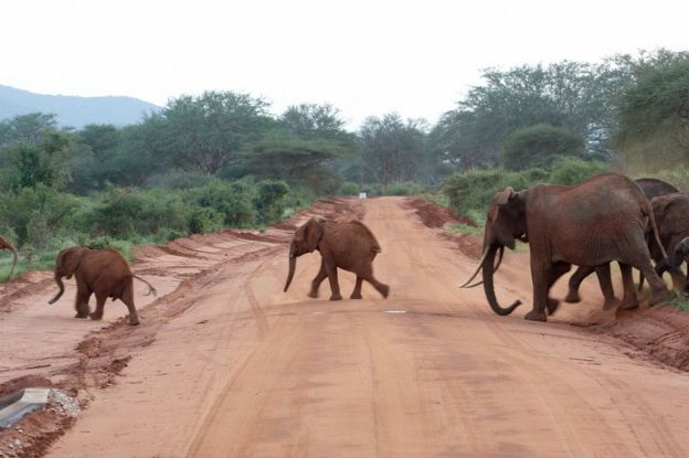 Elefantes corren en una carretera.