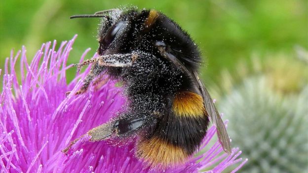 Neonic pesticide link to long-term wild bee decline - BBC News