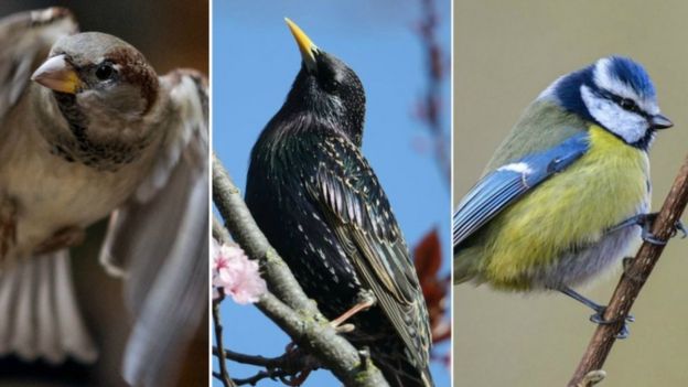 Big Garden Birdwatch results are revealed - BBC Newsround