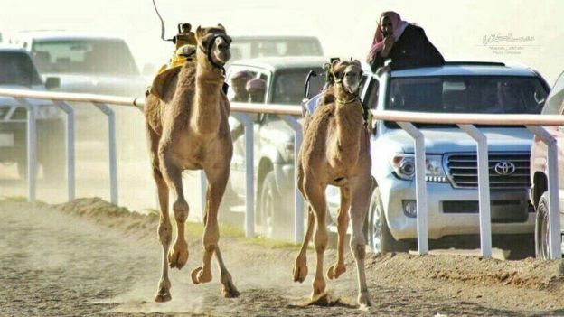 camels racing