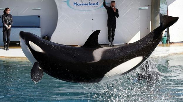 கில்லர் திமிங்கலங்கள்