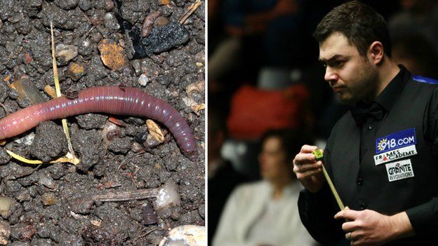 Kurt Maflin: Chinese worm bite leaves player snookered - BBC Sport