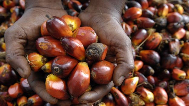 Two hands holding palm fruit with more of the fruit on floor in background