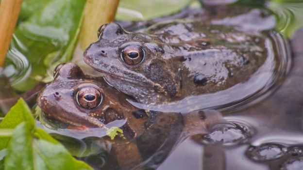 Garden ponds 'playing role' in frog disease spread - BBC News