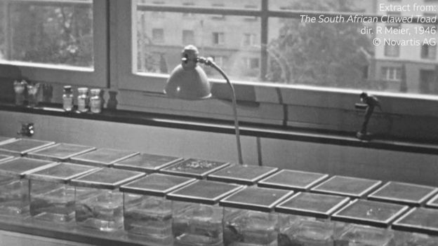 Un laboratorio lleno de frascos con ranas utilizadas para pruebas de embarazo