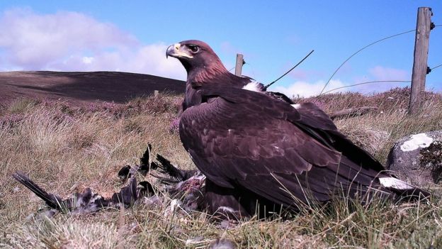 Fears For Missing Golden Eagle Hit Scots Conservation