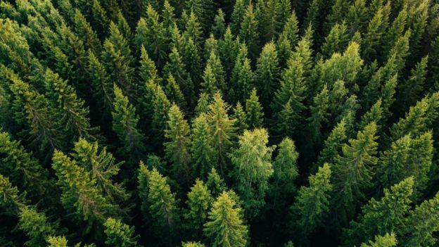 Pinheiros em floresta na Europa