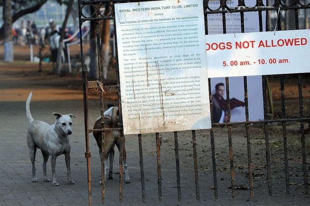 India es hogar de más de 30 millones de perros callejeros. Foto: AFP