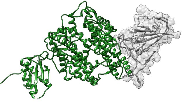 Ilustração da proteína ACE2, em verde, e da proteína spike do SARS-COV-2, em cinza, mostrando a ligação entre virus e ACE2, proteína cooptada para proporcionar a entrada do virus na célula
