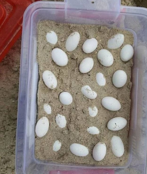 The eggs pictured in a box with sand, ready to be relocated