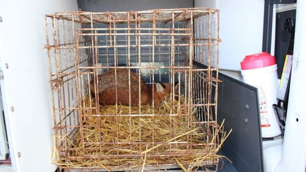 The RSPCA discovered this caged fox at the farm