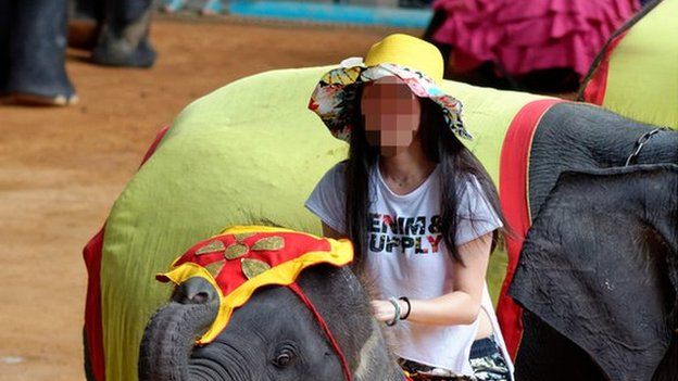 Elephant Tourism Is Fuelling Cruelty c News