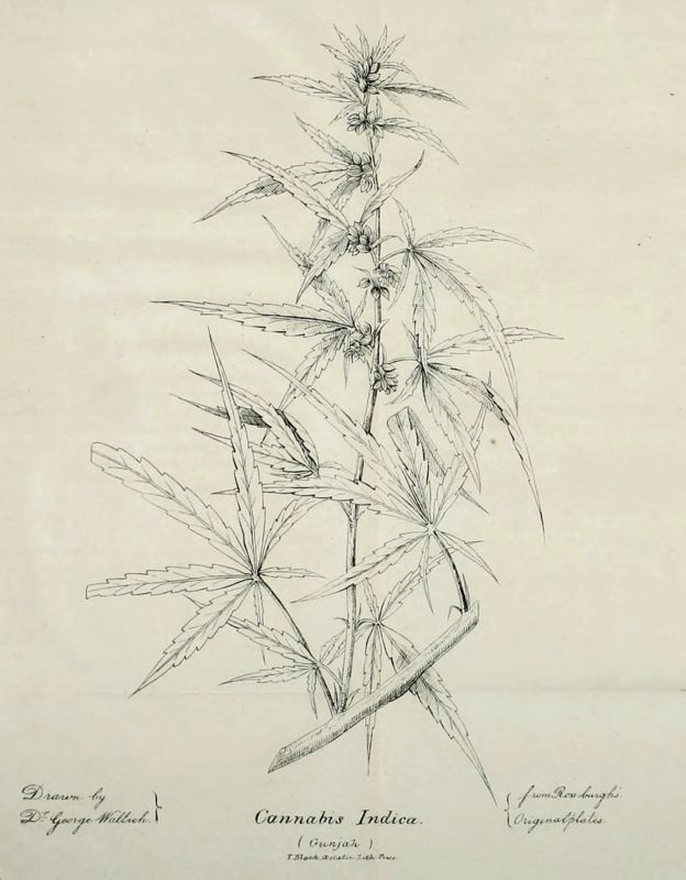 Ilustração de una planta de Cannabis Indica, que aparece no artigo de O'Shaughnessy, de 1839 (imagem de domínio público)