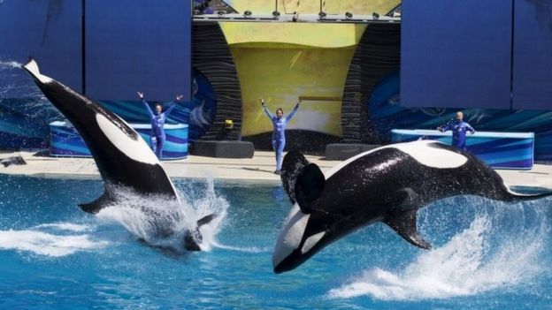 Treinadores orientam orcas em parque