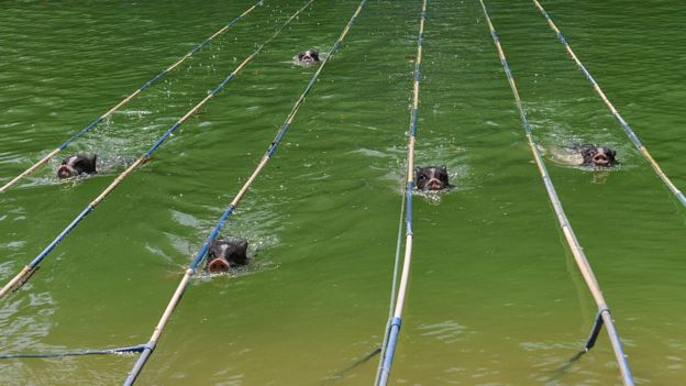 Cinco cerdos nadando en una competencia en China.