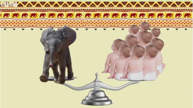 'விளையாடுங்கள், வேட்டையாடாதீர்கள்' - யானை குறித்து 11 சுவாரஸ்ய தகவல்கள்