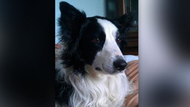 Ammanford Memorial Bench For Town S Beloved Dog Bbc News