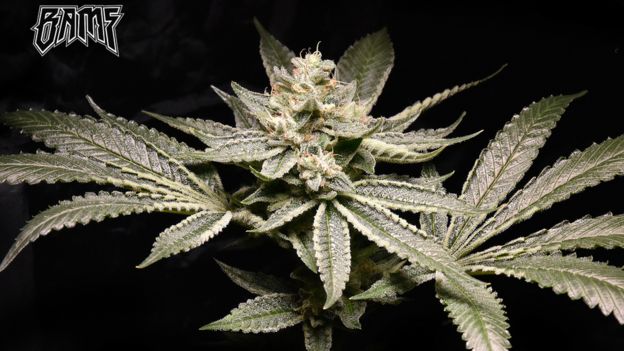Flor de maconha plantada por Bamf