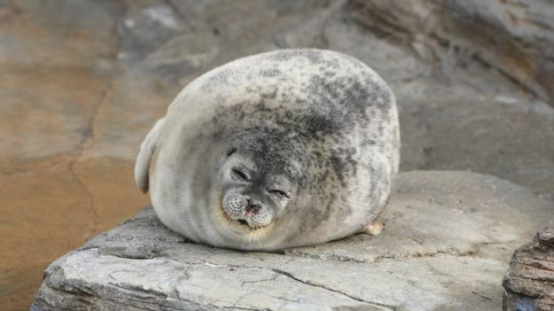 দেখে মনে না হলেও এই ধরণের সিল ঘন্টায় ৩০ কিলোমিটার পর্যন্ত গতিতে সাঁতার কাটতে পারে