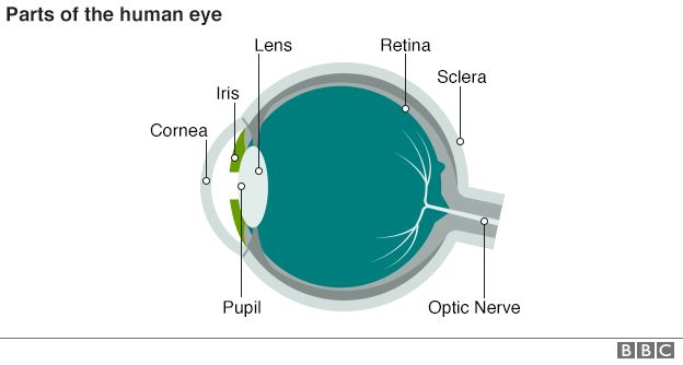 Diagram of a cross-section of the human eye