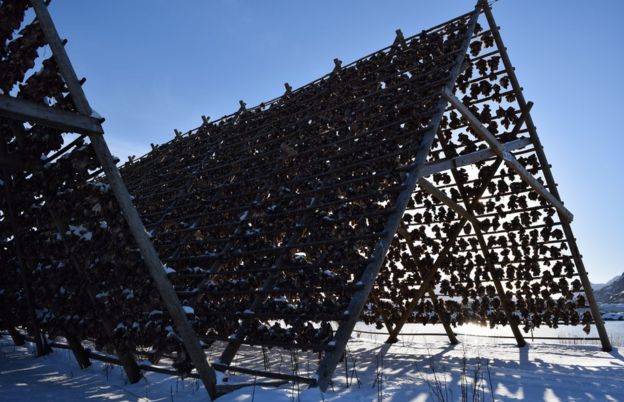 The A-frames upon which stockfish are hung to dry