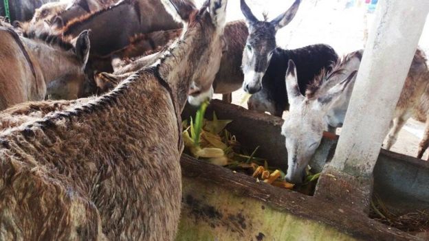 Criação de jumentas para ordenha do leite em Carpina (PE)