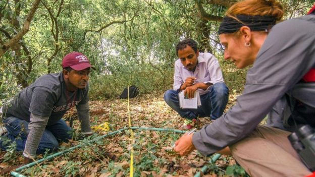 Catherine Cardelús e sua equipe coletam amostras de solo e folhas em floresta sagrada da Etiópia