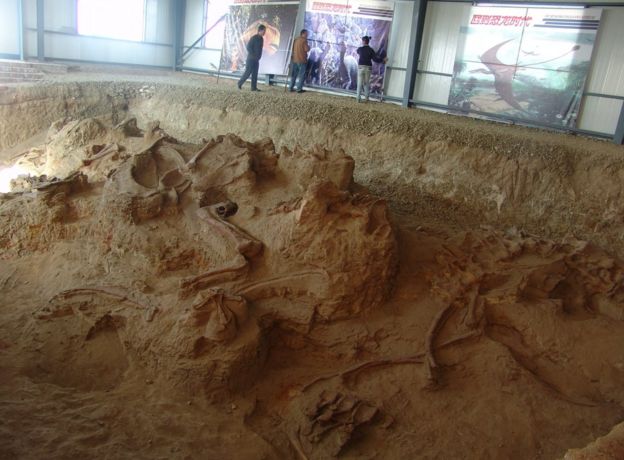 An excavation site with dinosaur fossils exposed in the soil