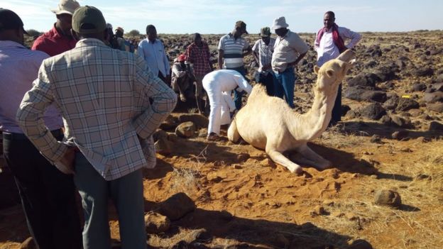 A camel being assessed