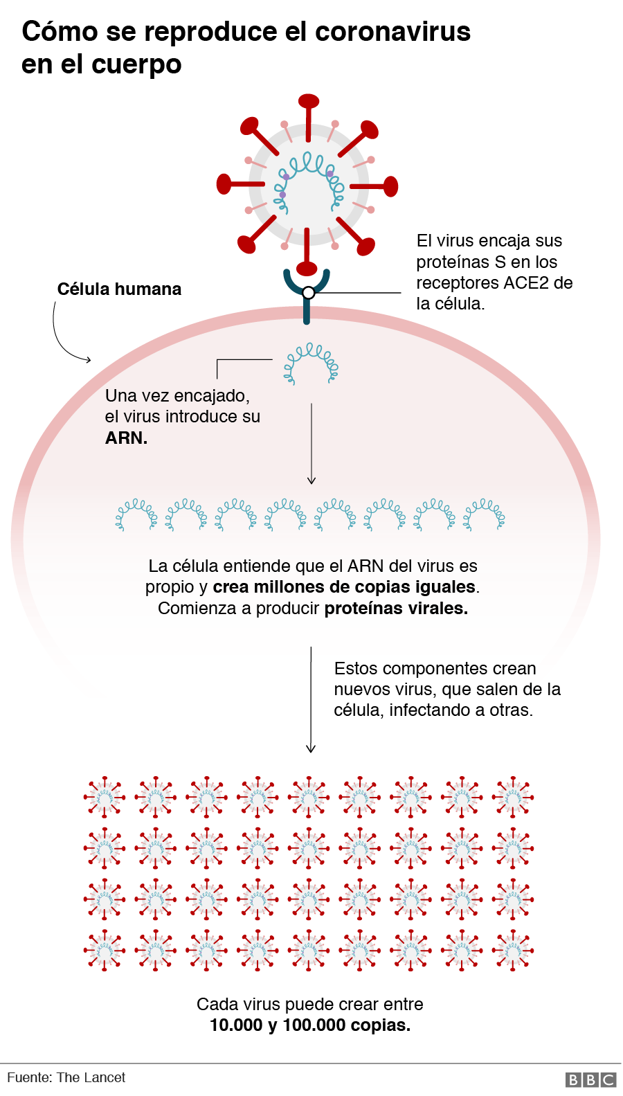 Diagrama que muestra cómo se multiplica el coronavirus en el cuerpo.
