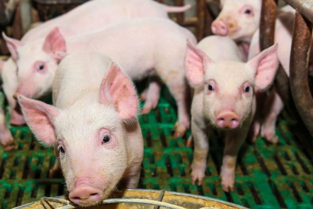 Свиньи на ферме в Китае
