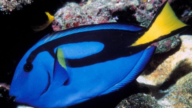 لماذا لا تستحق الأسماك أن توصم بضعف الذاكرة؟