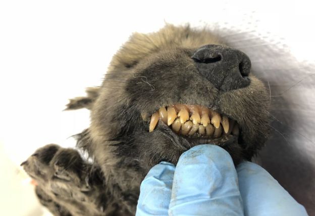 Dientes del animal bien conservados