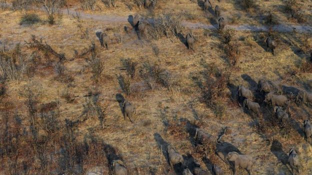 Elephants correm pela planÃcie de Chobe district, em Botsuana