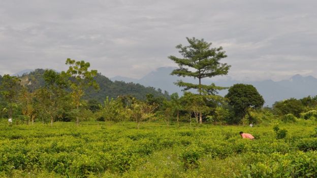 அஸ்ஸாமில் உள்ள டீ தோட்டம்