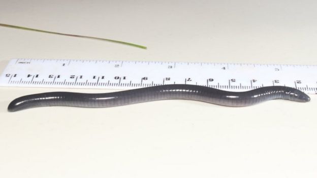 The Dermophis donaldtrumpi, which was discovered in Panama