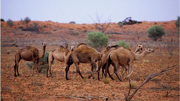 উটের মৃতদেহ গুরুত্বপূর্ণ পানির উৎসকে দূষিত করে বলে জানিয়েছে দেশটির কর্তৃপক্ষ
